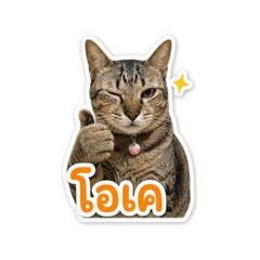 Thung Ngoen The Cat