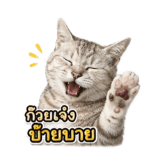 Kuayjeng is a fat cat