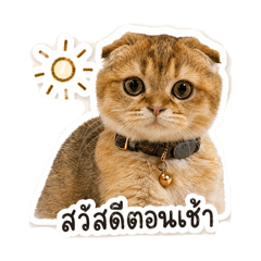 Shio Pung the catty