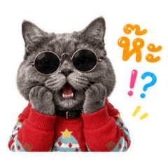 Ging_Cat_Cat