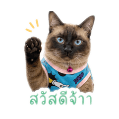 Gummy_N
