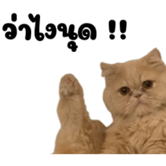 B1LLKET_20260502234642