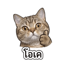Namii cat