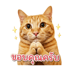 Orange Cat_ Tangtang