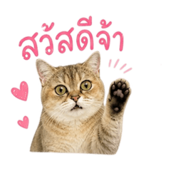 Mochi Cat V.2