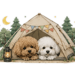 "Go camping with my friends"