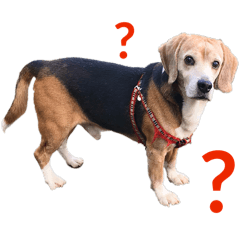 Beagle 王小吉