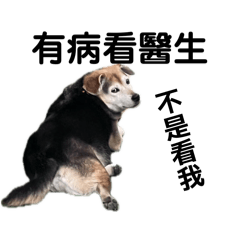 狗狗們又來了5
