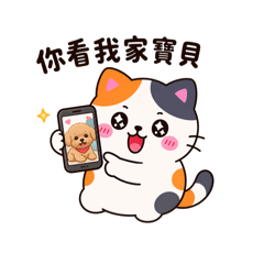 Calico Cat Daily Life 8 | Pet Owner Chat