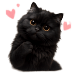 MA-FUEANG CAT