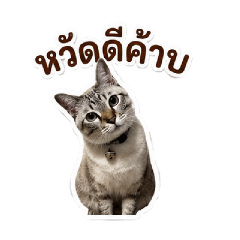 Plaphao Cat