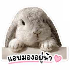 DANGO sebastian Wong