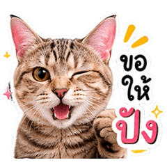 Teacher Pree's Cat Set 1