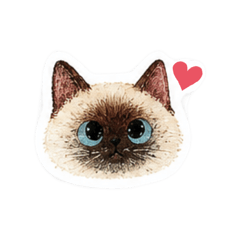 Cat the  best! 1111