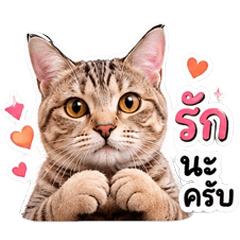 Teacher Pree's Cat Set3