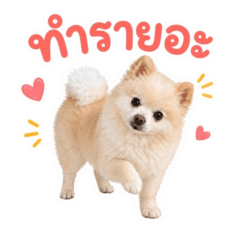 Fuji SanRoo
