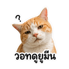 CHONG the stray cat (THA)