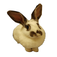 BiBi ver.1