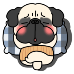 Stomach band pug