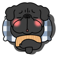 Stomach band black pug