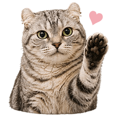 Lufy the Cat