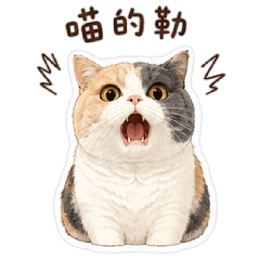 搞怪貓奴必備