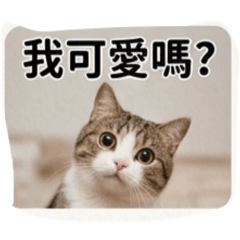Mimi catt