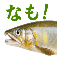 Ayu Sticker for Gifu Residents
