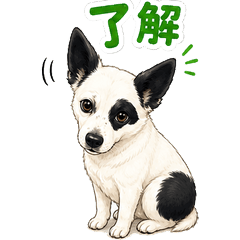 Fight! MOMOchan