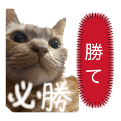 Rin_20260628042258