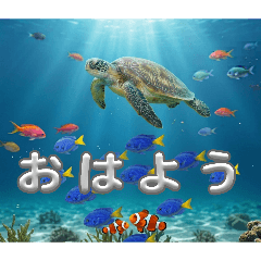 uminosakananokimotistanpu
