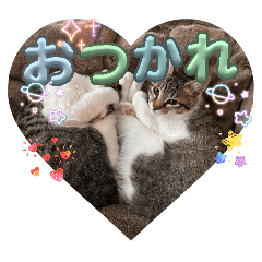 neko_20260628103246