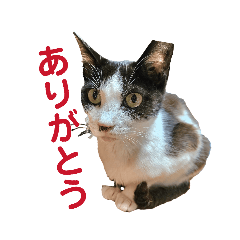 Ayumi_20260628113240