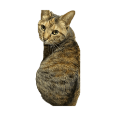 parichan(cat)