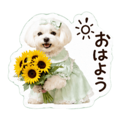 song june_20260628180220