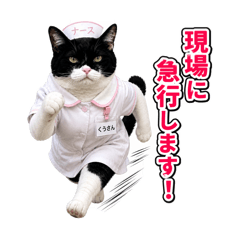 Pappara Kameko_20260628175822