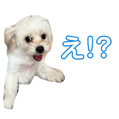 hamu_20260628213148