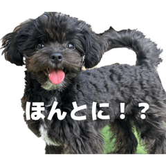 bubu_puppy
