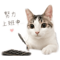 咪咪上班