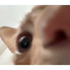 Nemmmo