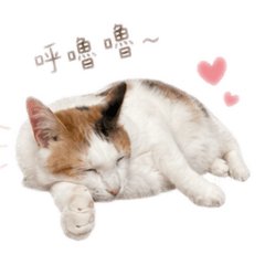 呱呱髒髒的五隻小貓貓-2