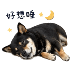 我的卡卡西