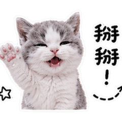 小笨愛玩鬧