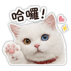 「王小白」日常招呼