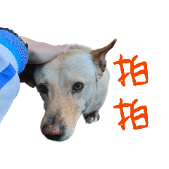 我家阿亮 2