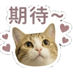 喵什麼呢