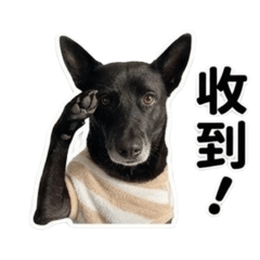 薛家小妮子⚆ᴥ⚆