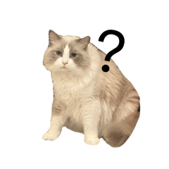 講將小貓