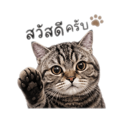 MaruCat1