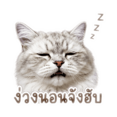 MaruCat2